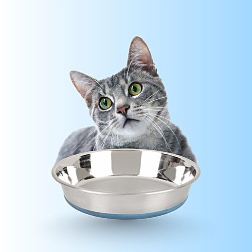 Anti Skid Stainless Steel Cat Bowl